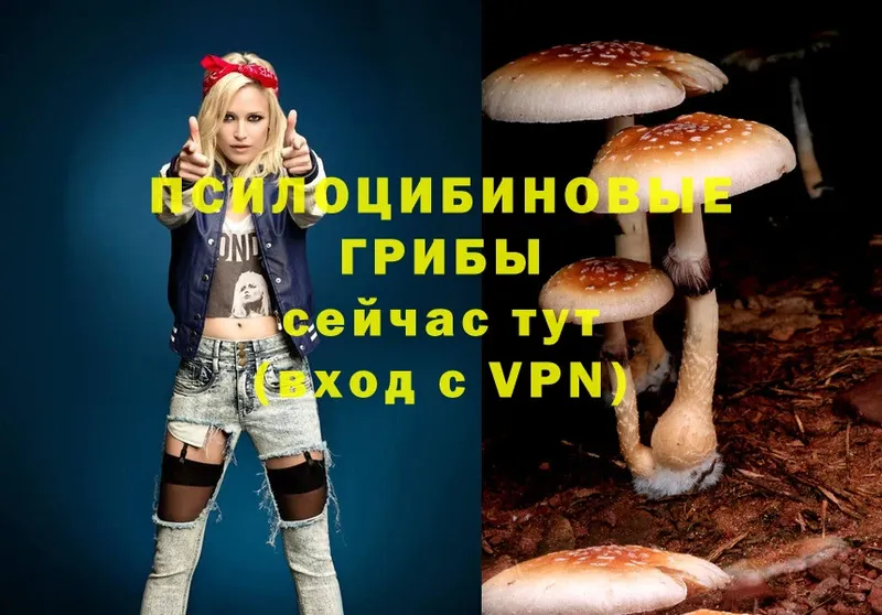 ОМГ ОМГ   Енисейск  Псилоцибиновые грибы Psilocybine cubensis 